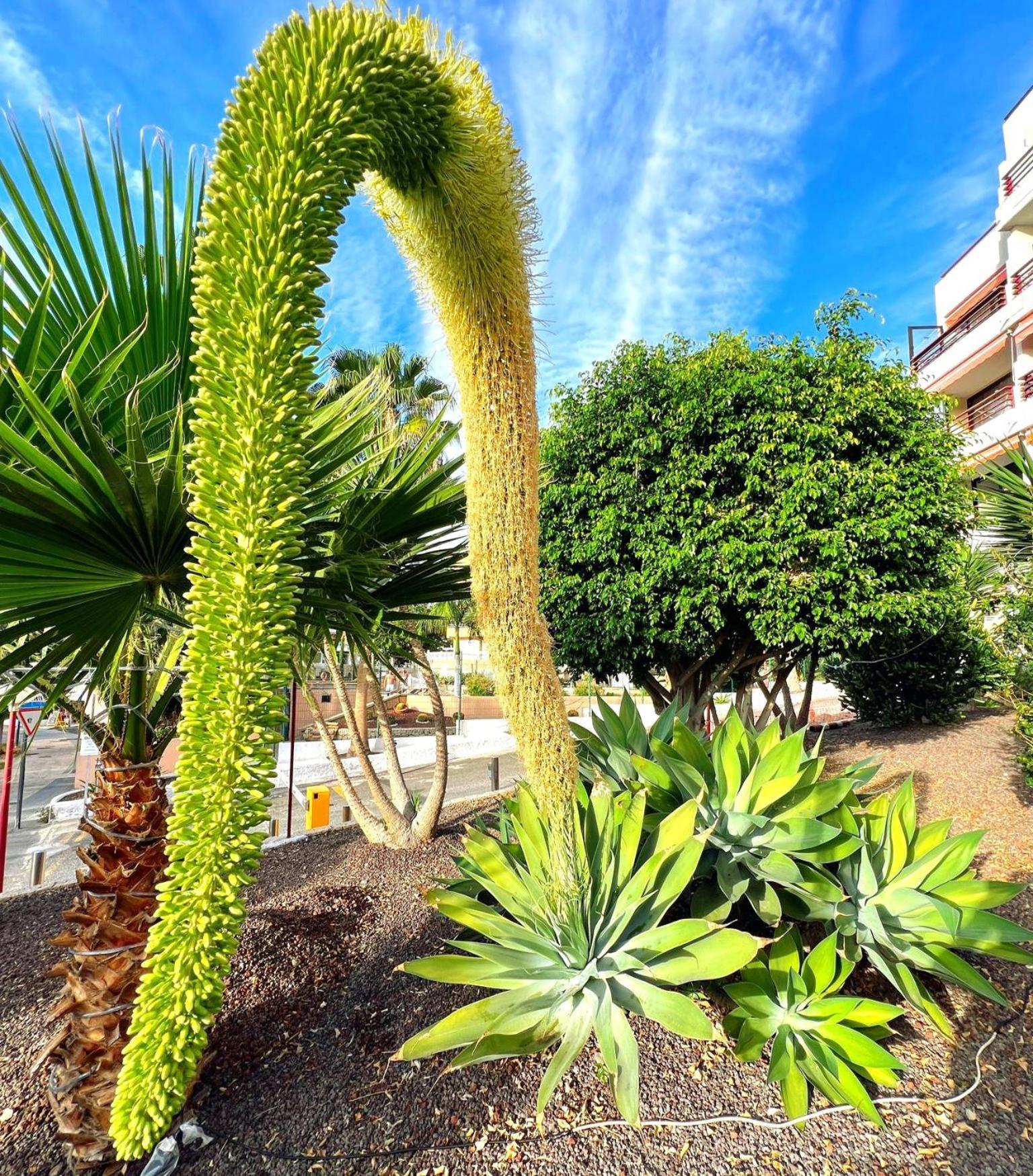 Paulmarie Apartment In Olympia Playa de las Americas  Exterior photo